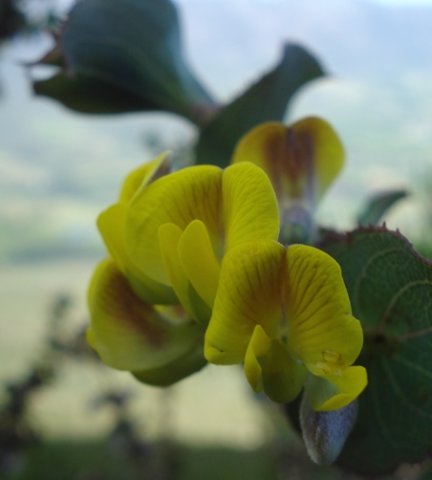 Aspalathus crenata flowers